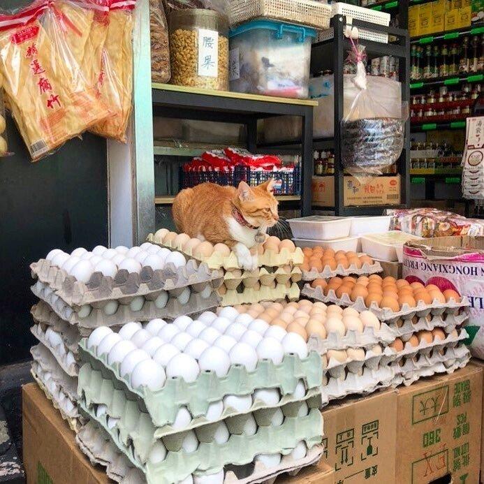 ������ ��������