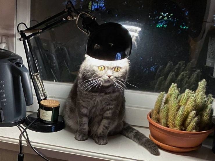 ������ ��������