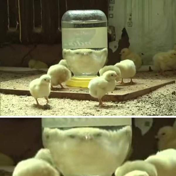 ������ ��������