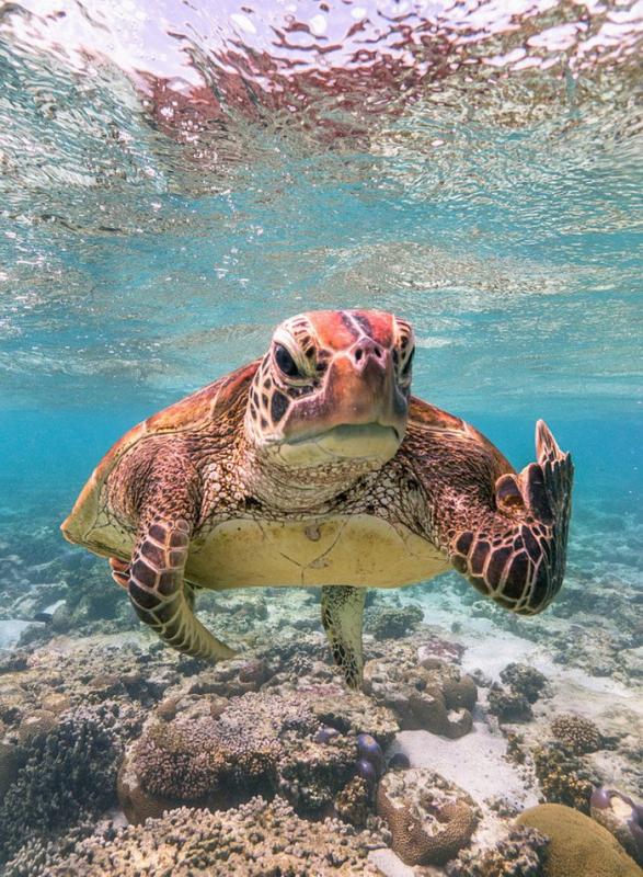 ������ ��������