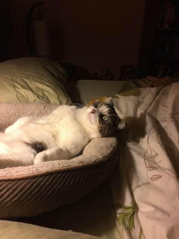 ������ ��������