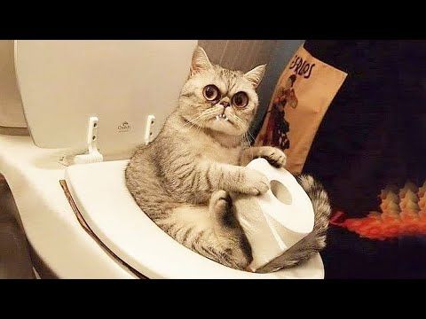 ������ ��������