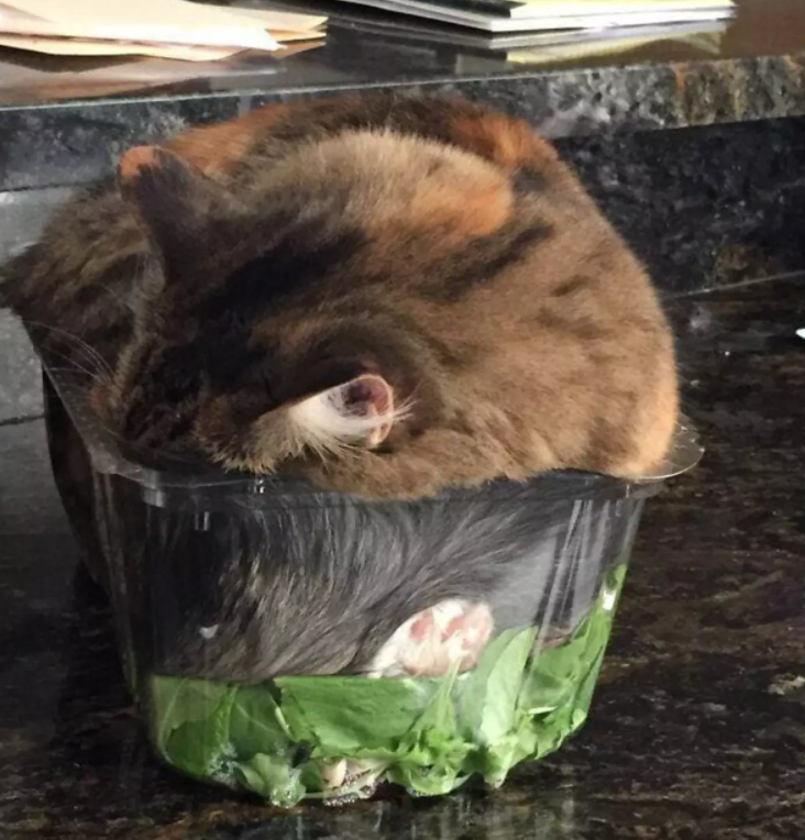 ������ ��������