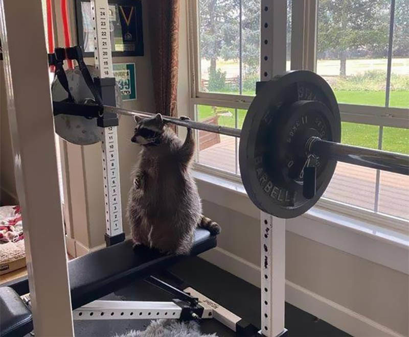 ������ ��������
