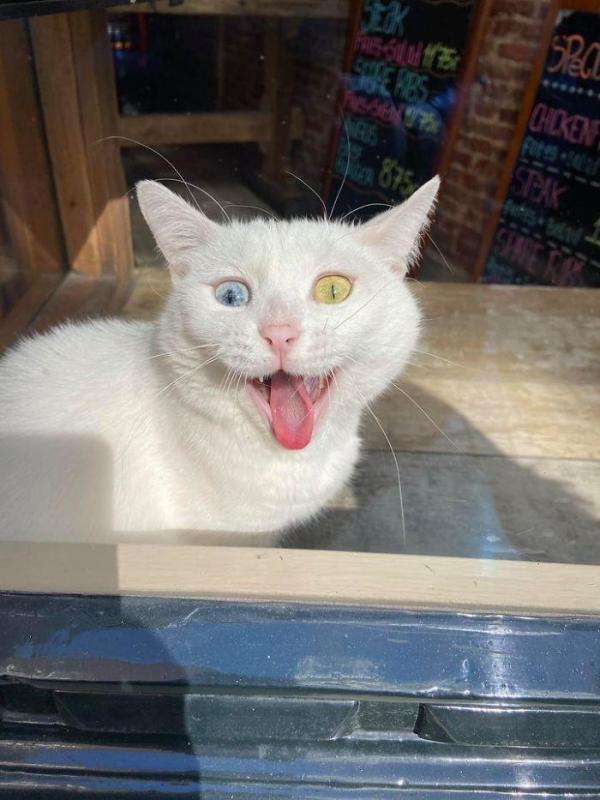 ������ ��������