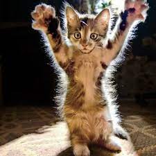 ������ ��������