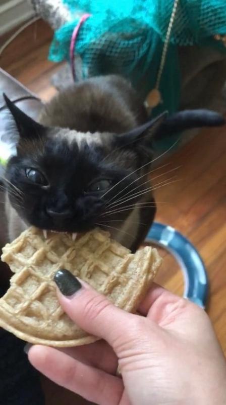 ������ ��������