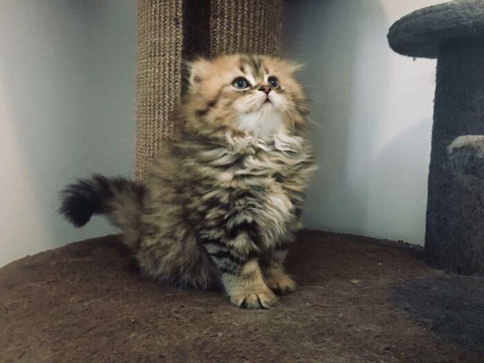 ������ ��������