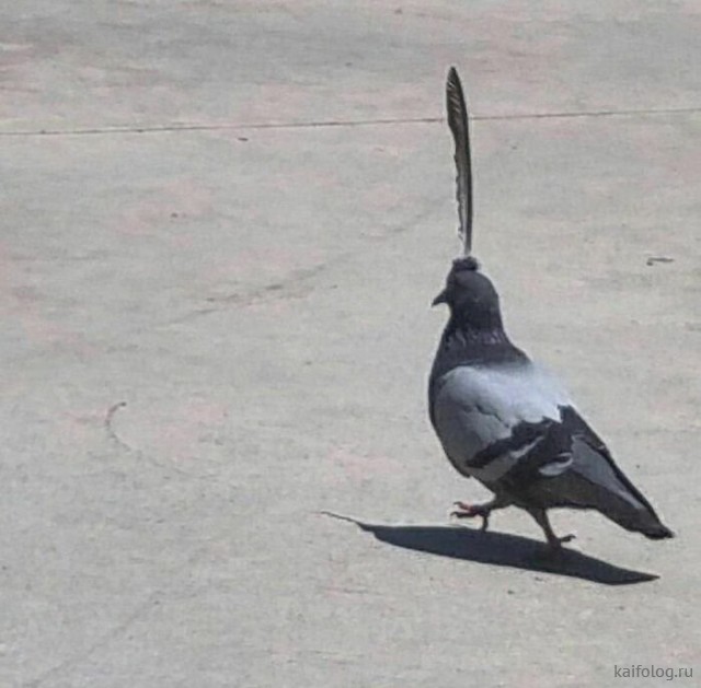 ������ ��������