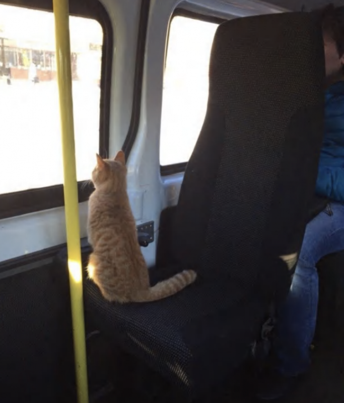 ������ ��������