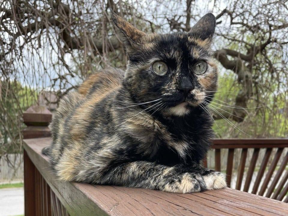 ������ ��������