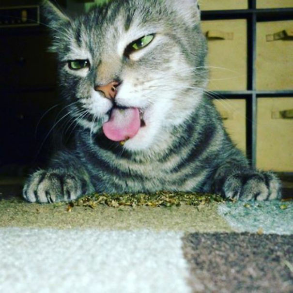 ������ ��������