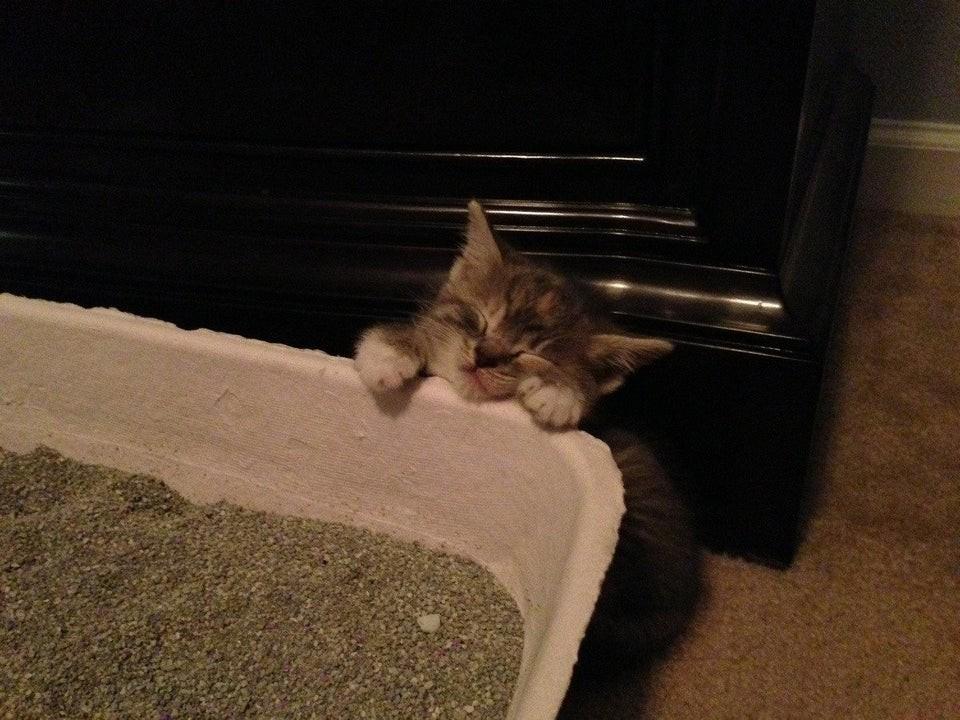 ������ ��������