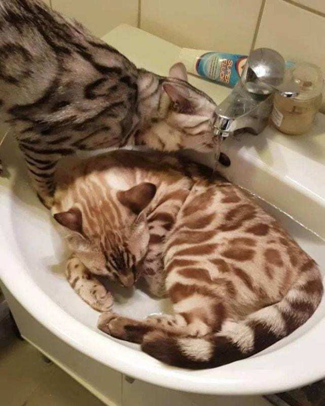 ������ ��������