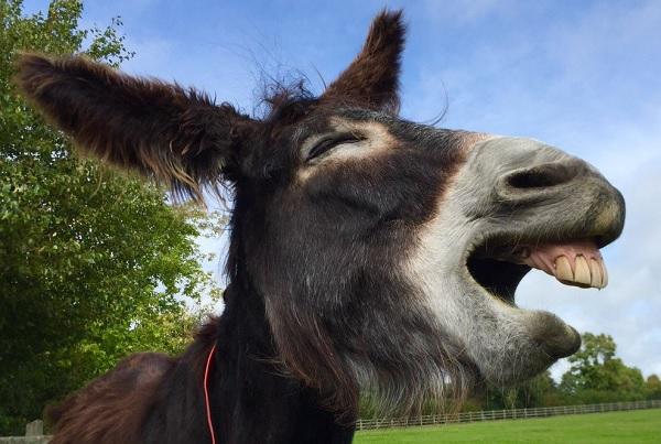 ������ ��������