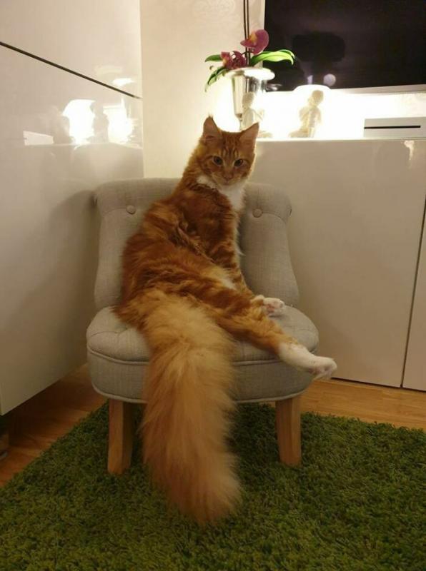 ������ ��������