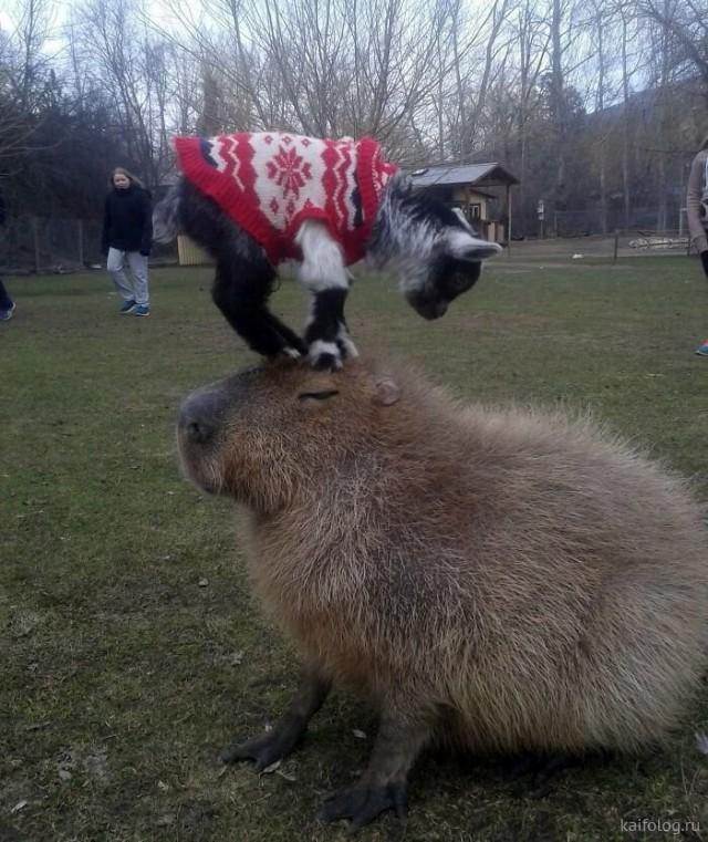 ������ ��������