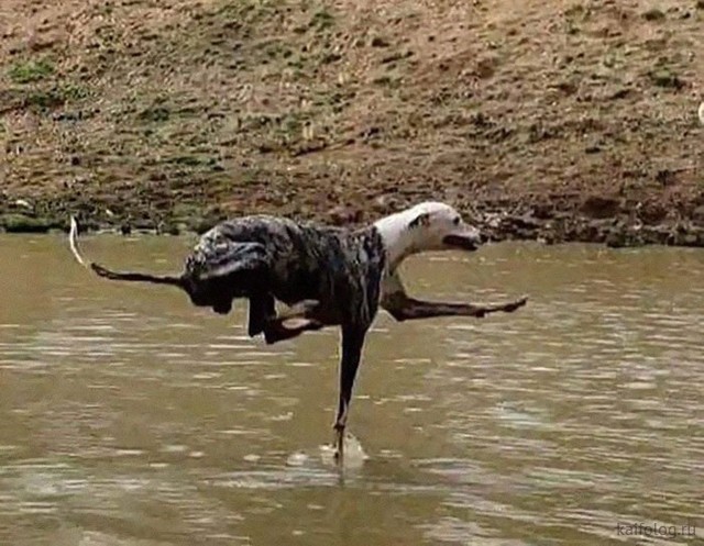 ������ ��������