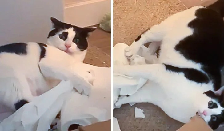 ������ ��������