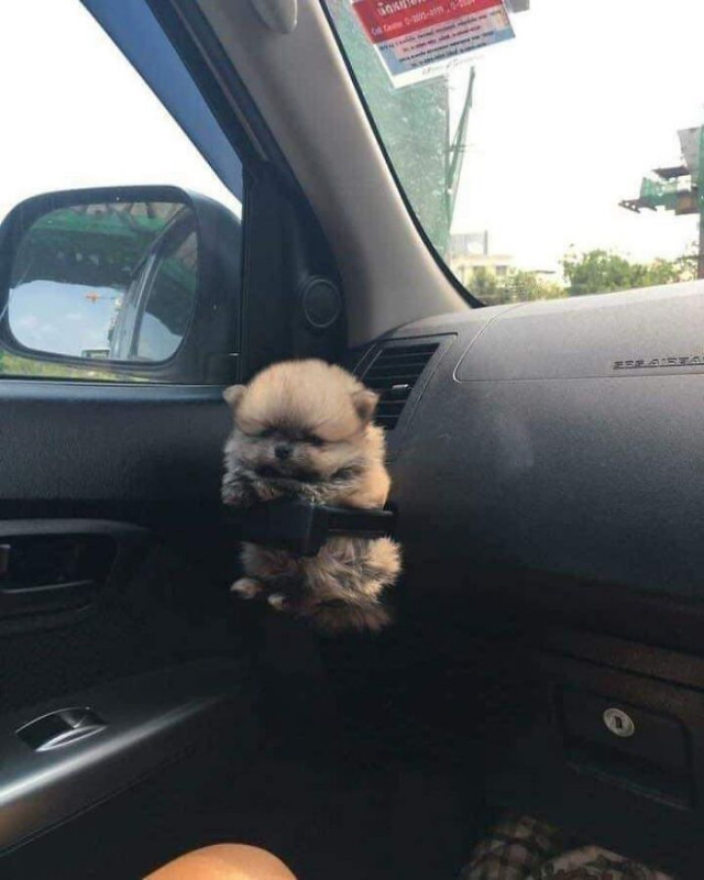 ������ ��������