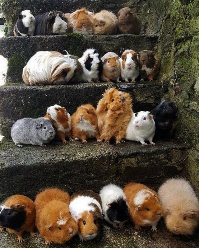 ������ ��������