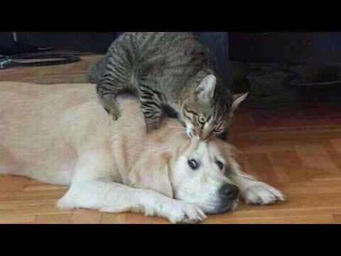 ������ ��������