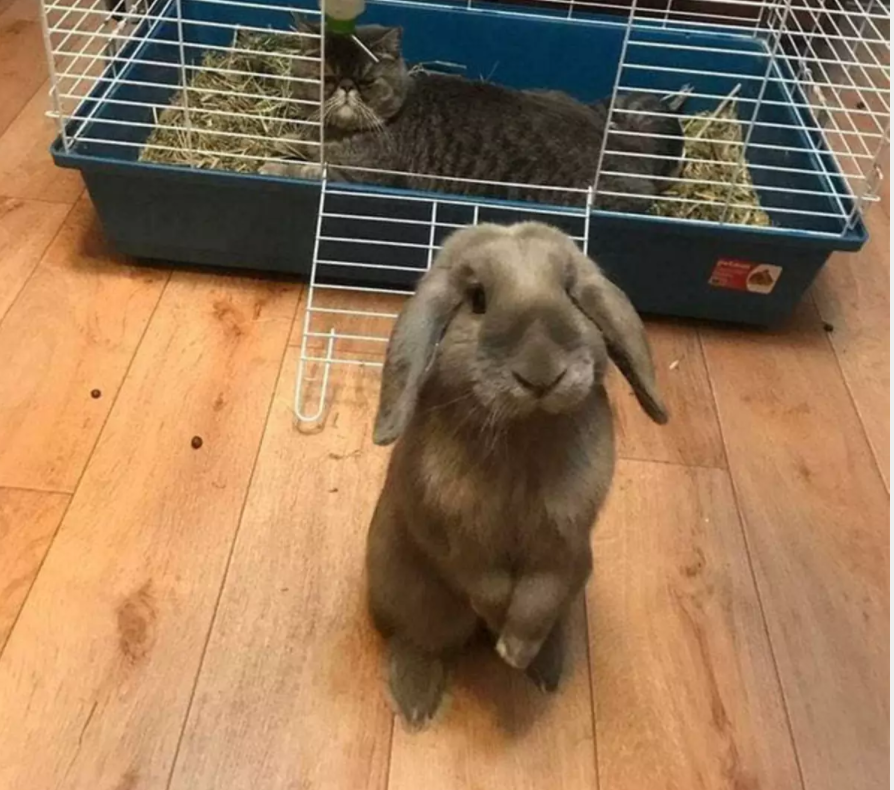 ������ ��������