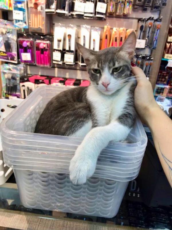 ������ ��������