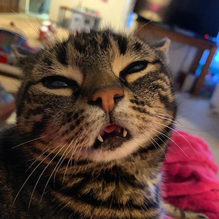 ������ ��������