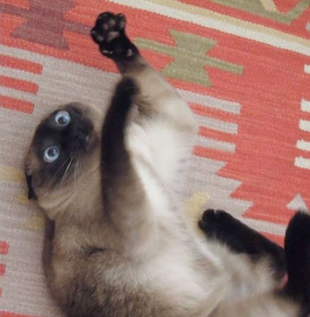 ������ ��������