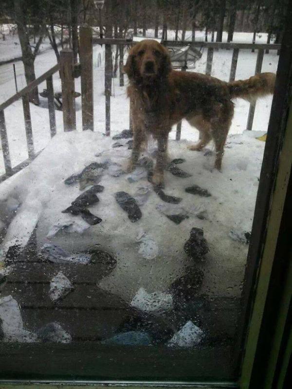 ������ ��������