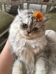 ������ ��������