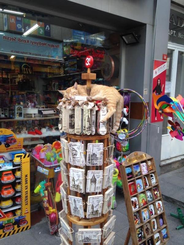 ������ ��������