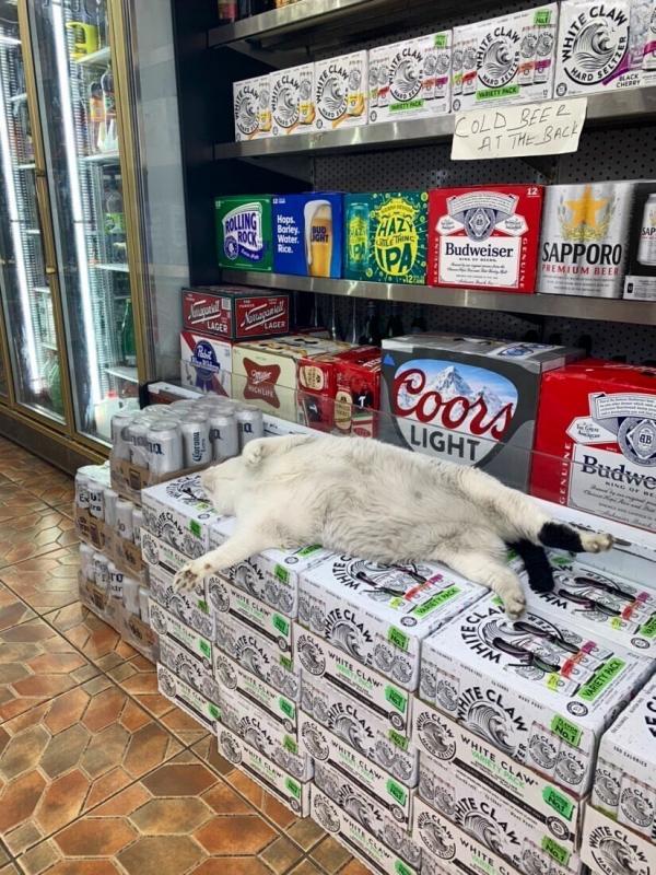 ������ ��������