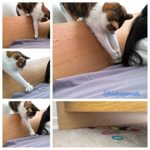 ������ ��������