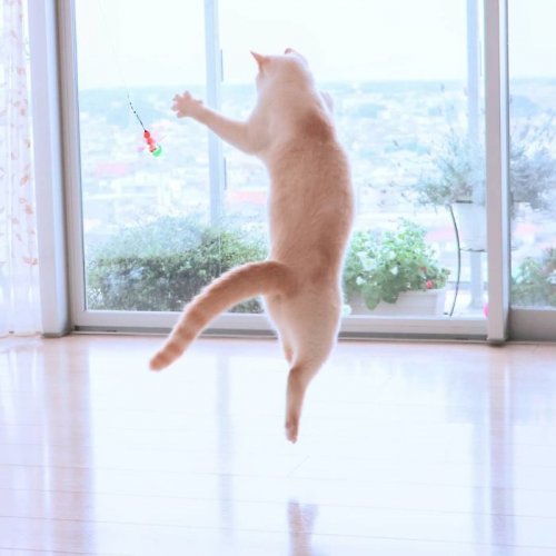 ������ ��������