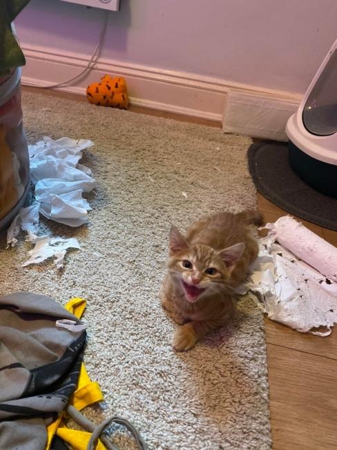 ������ ��������