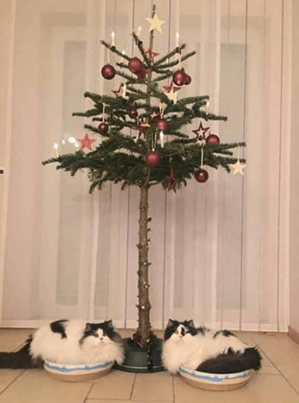 ������ ��������