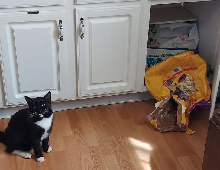 ������ ��������