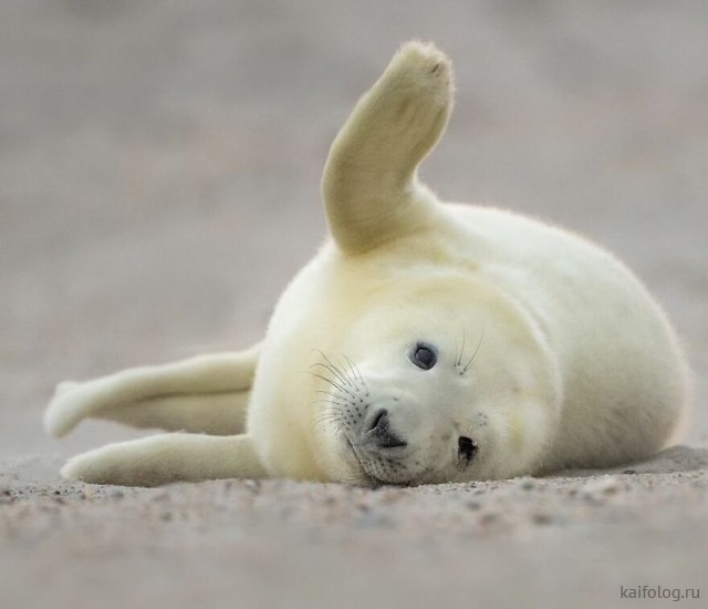 ������ ��������