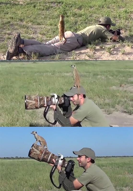 ������ ��������