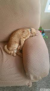 ������ ��������