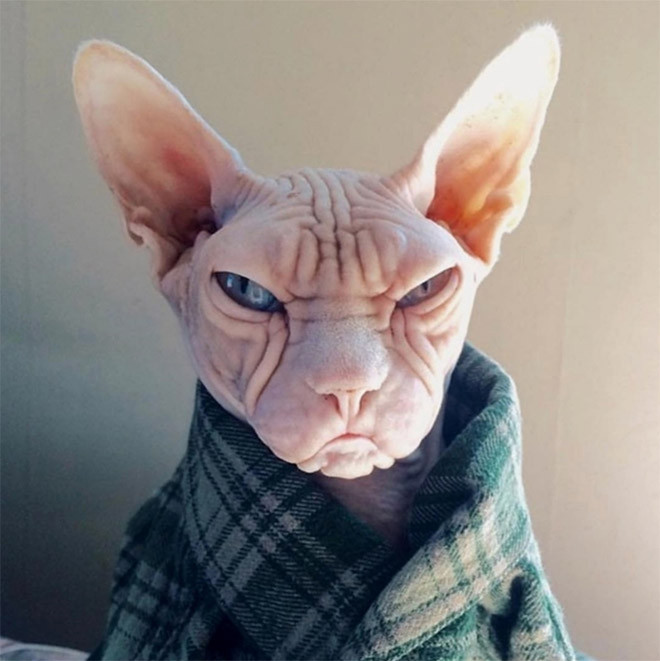 ������ ��������