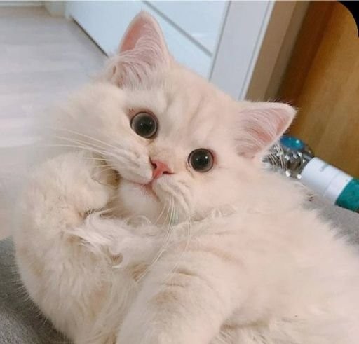 ������ ��������