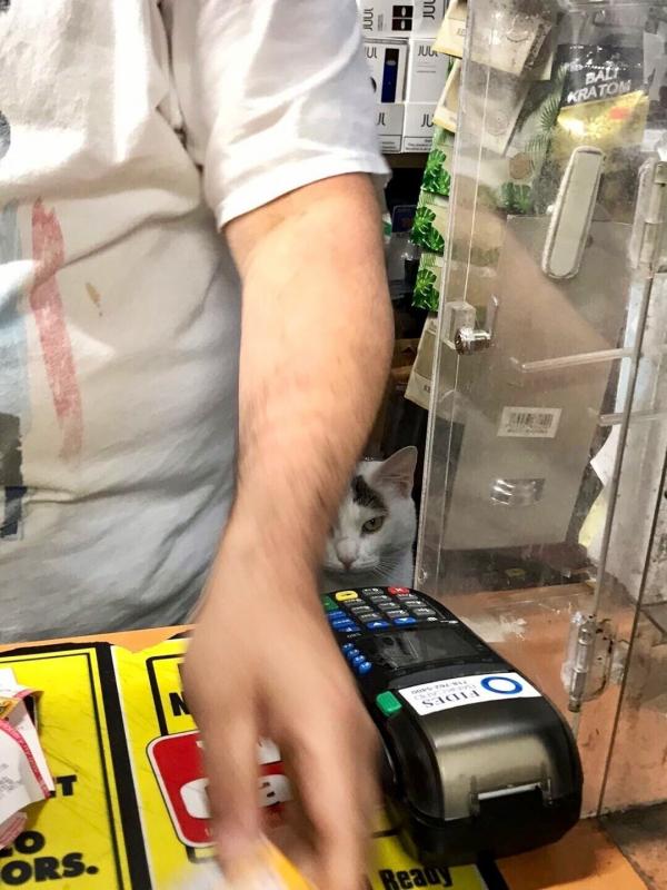 ������ ��������