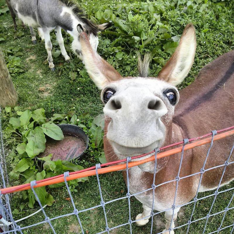 ������ ��������