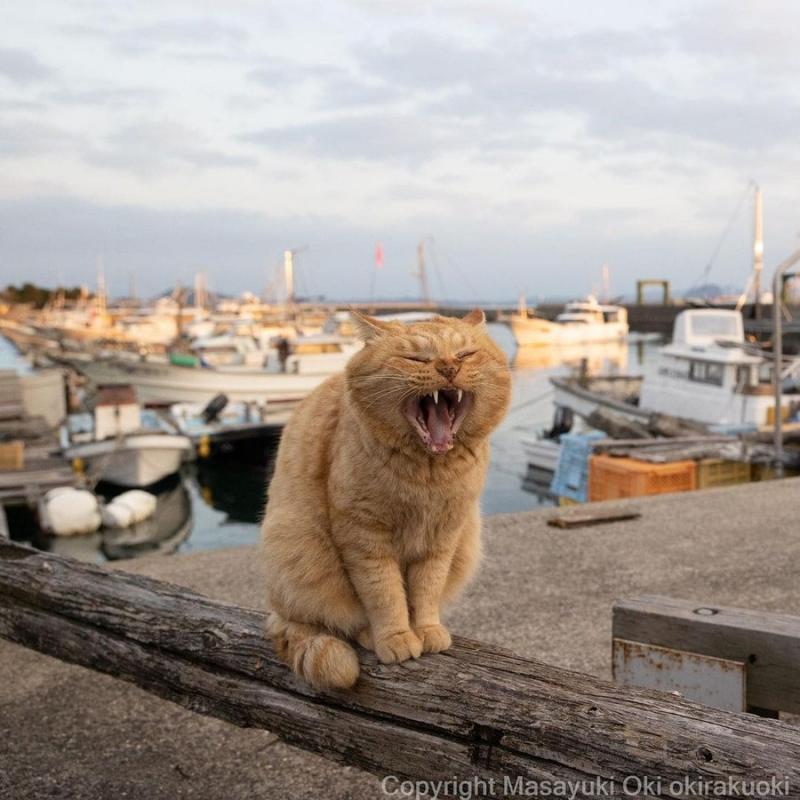 ������ ��������