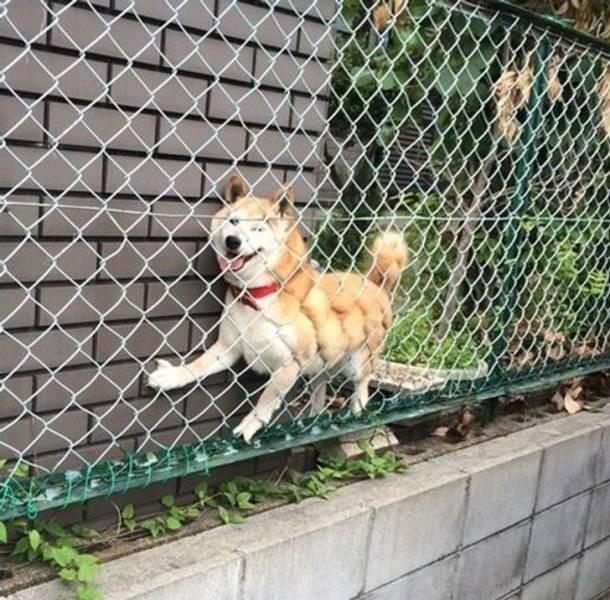 ������ ��������