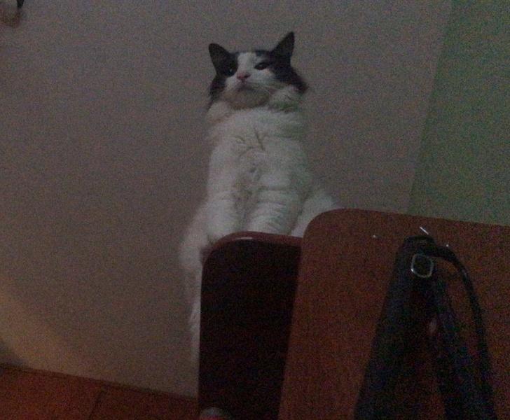 ������ ��������