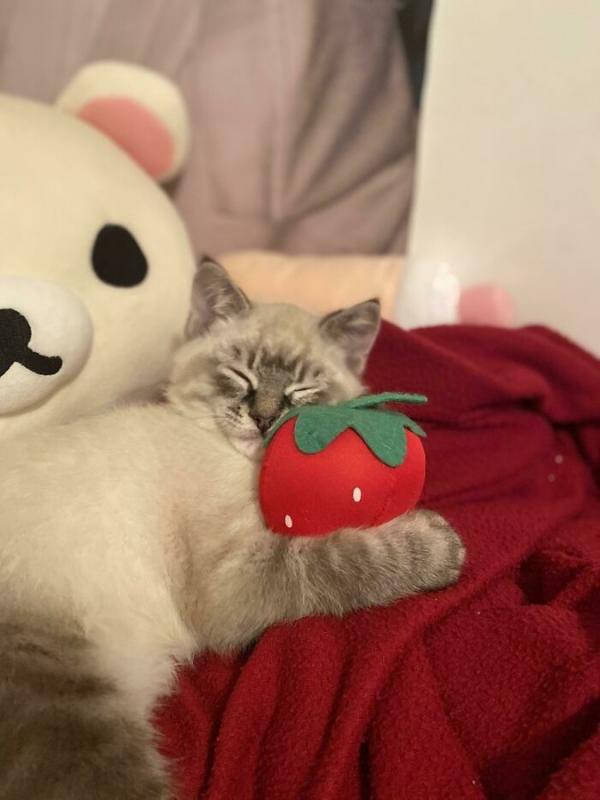 ������ ��������